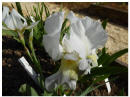 Iris florentina 