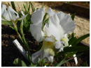 Iris germanica L. var. florentina