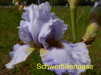 Schwertlilienoase