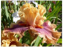 Oriental Chiffon